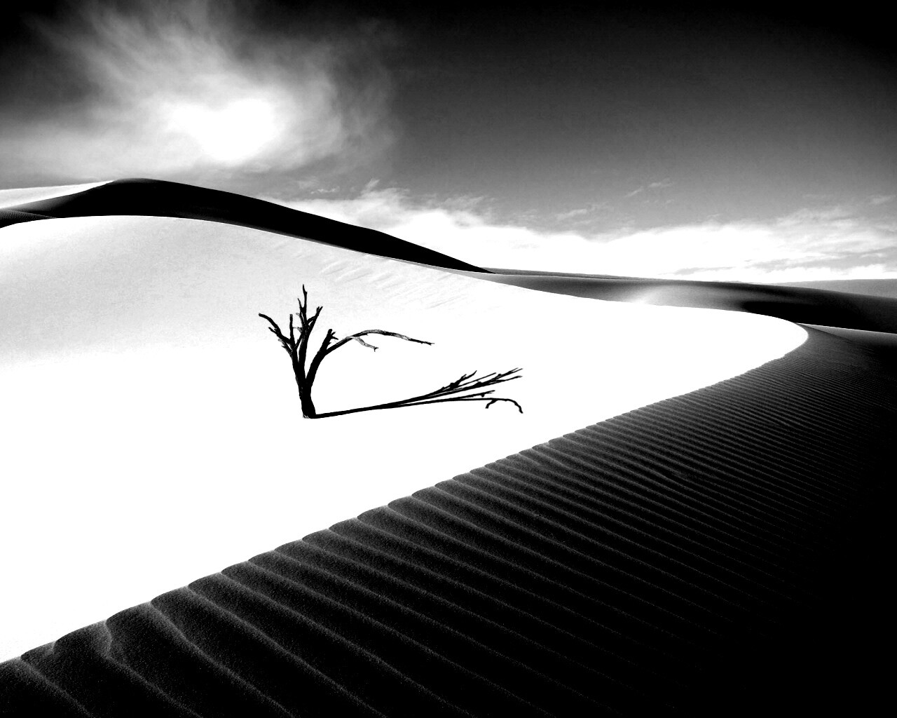 Сухостой в пустыне обои