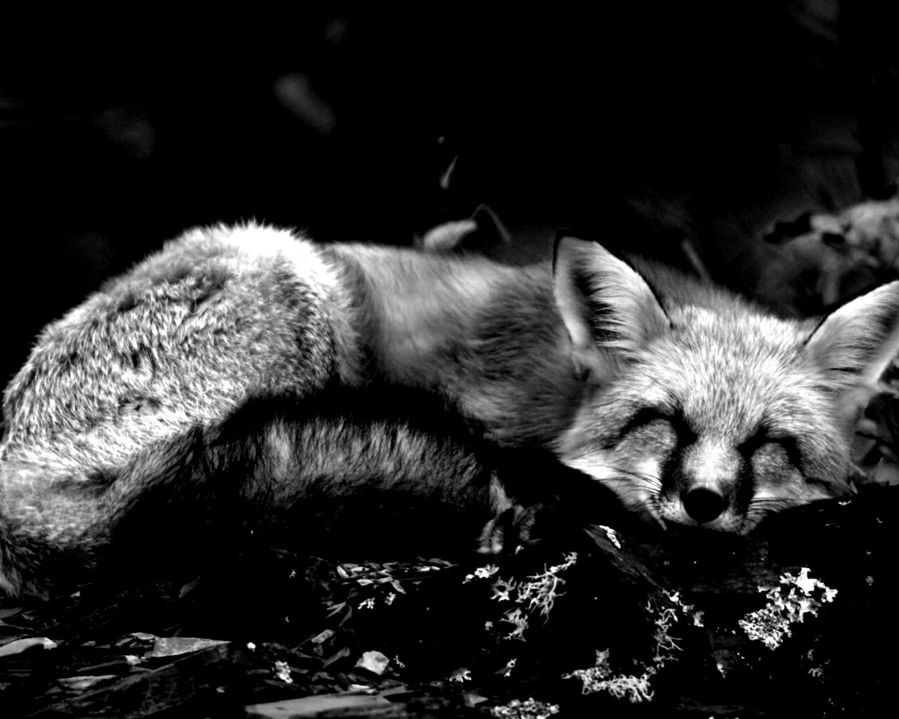 Спящая лиса обои