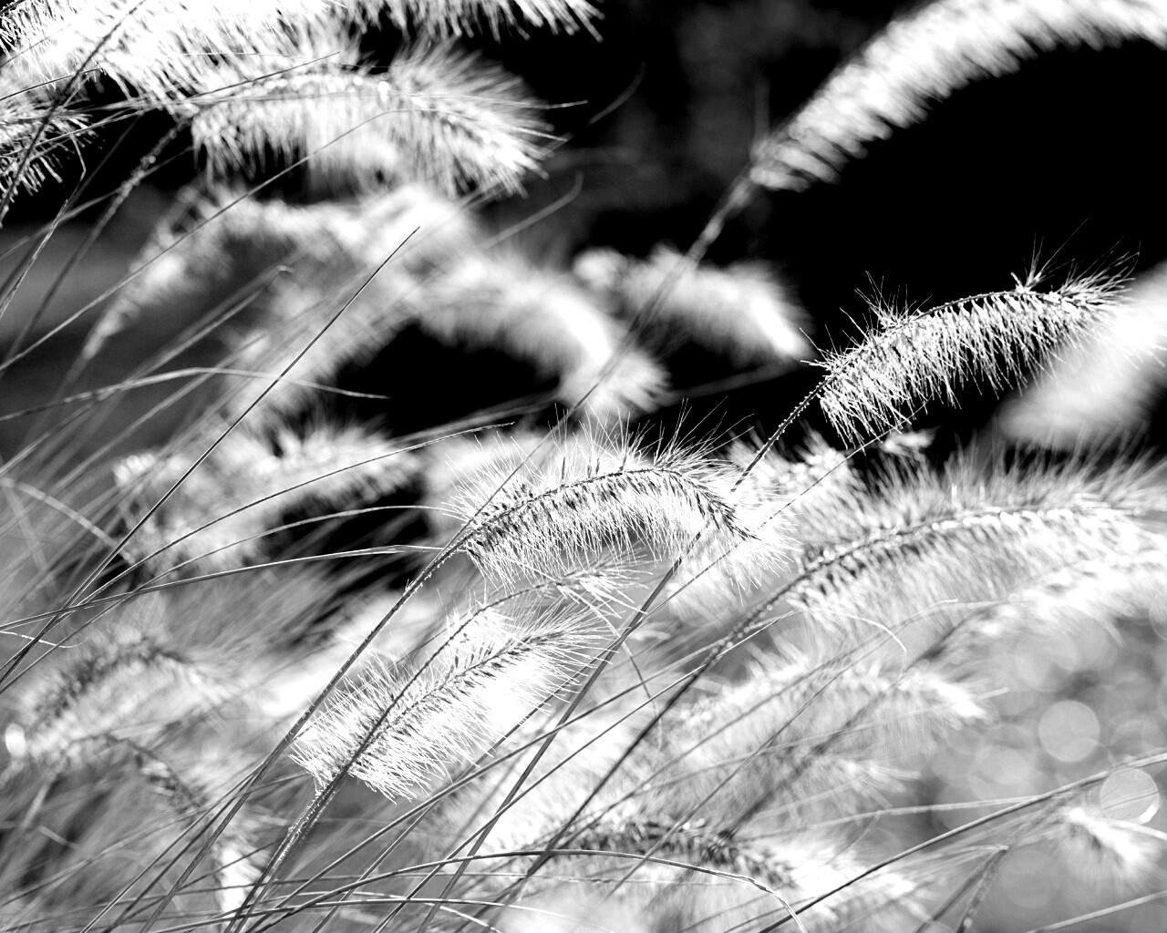 Травинки на ветру обои