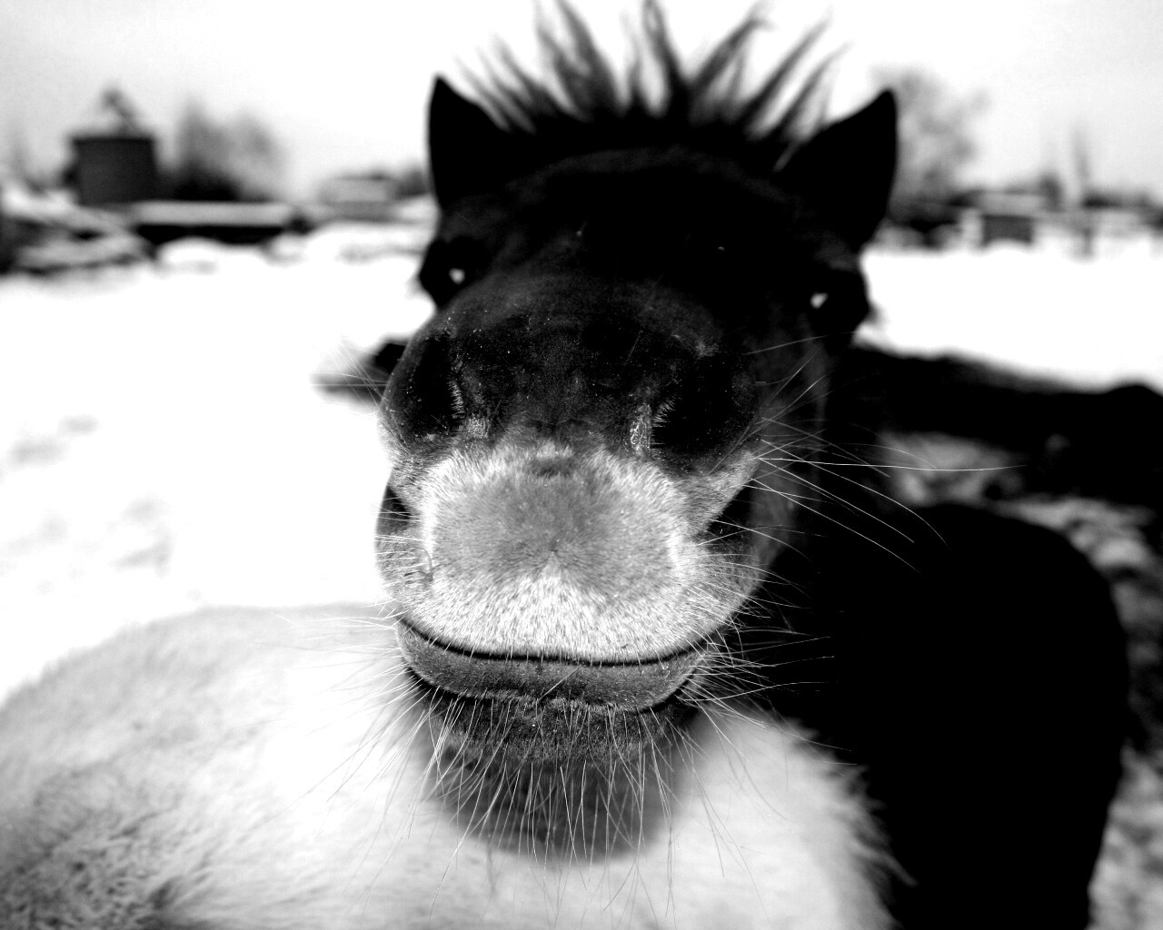 Морда пони обои