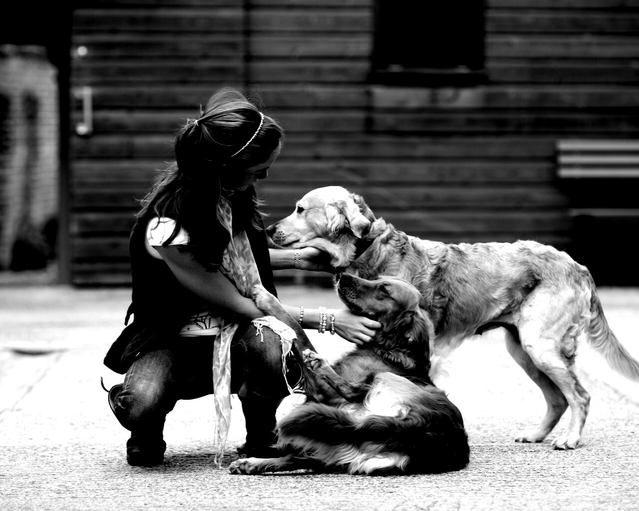 Девушка с собаками обои