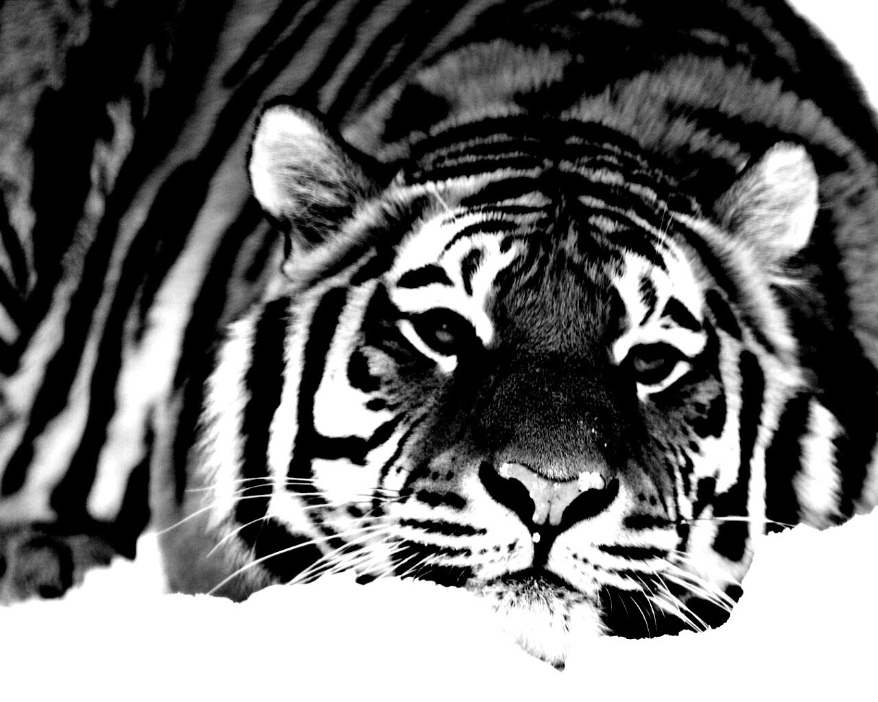 Тигр в снегу обои