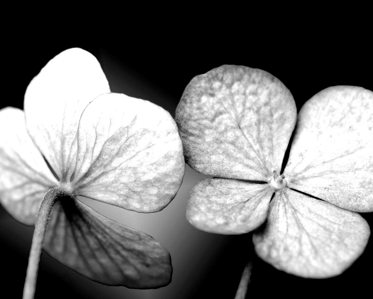 Розовые лепрестки обои