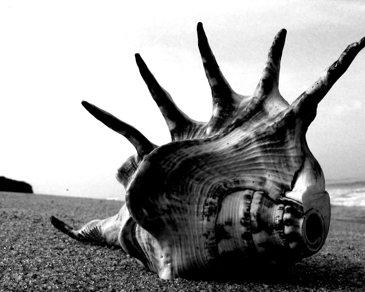 Раковина с гребнем обои