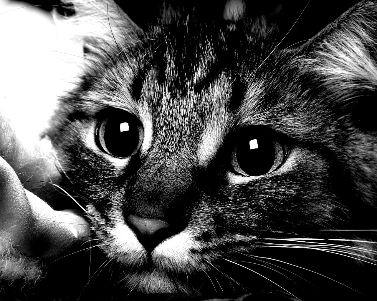 Глазастый кот обои