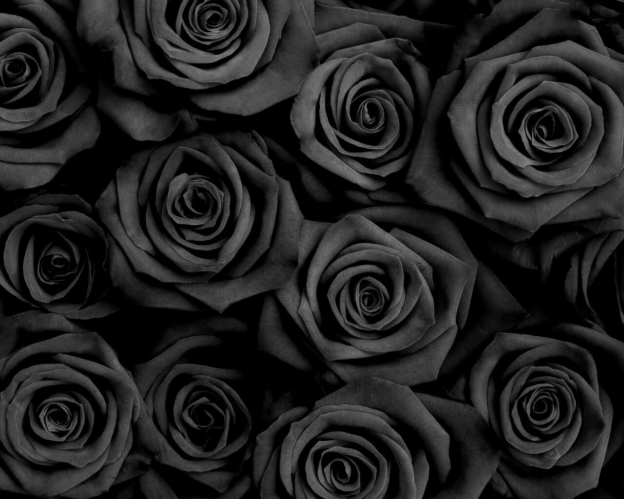 Букет красных роз обои