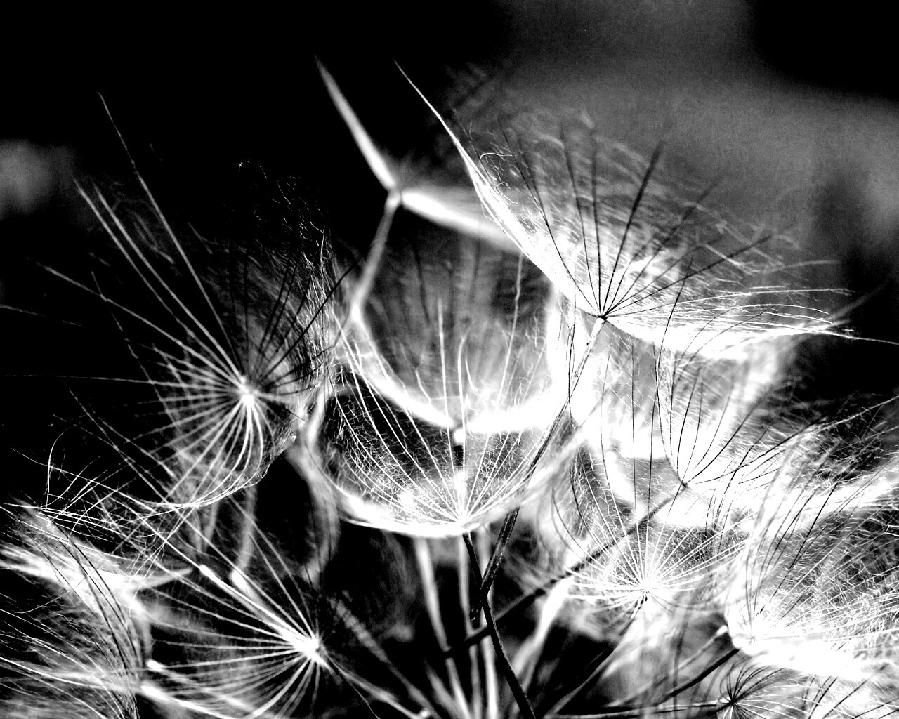 Семена одуванчика обои