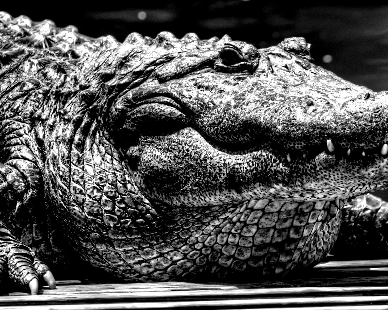 Синий крокодил обои