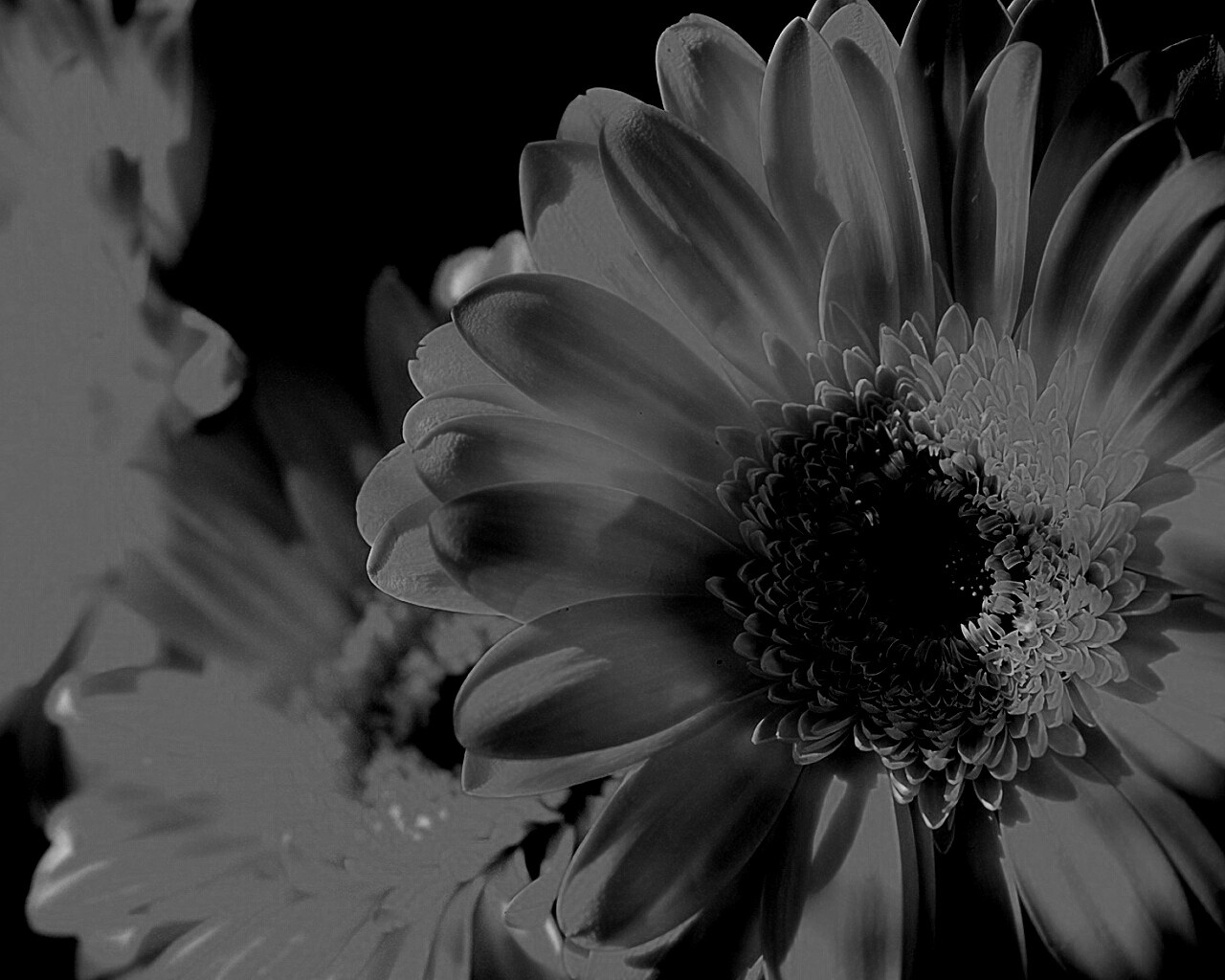 Желтый гербер обои