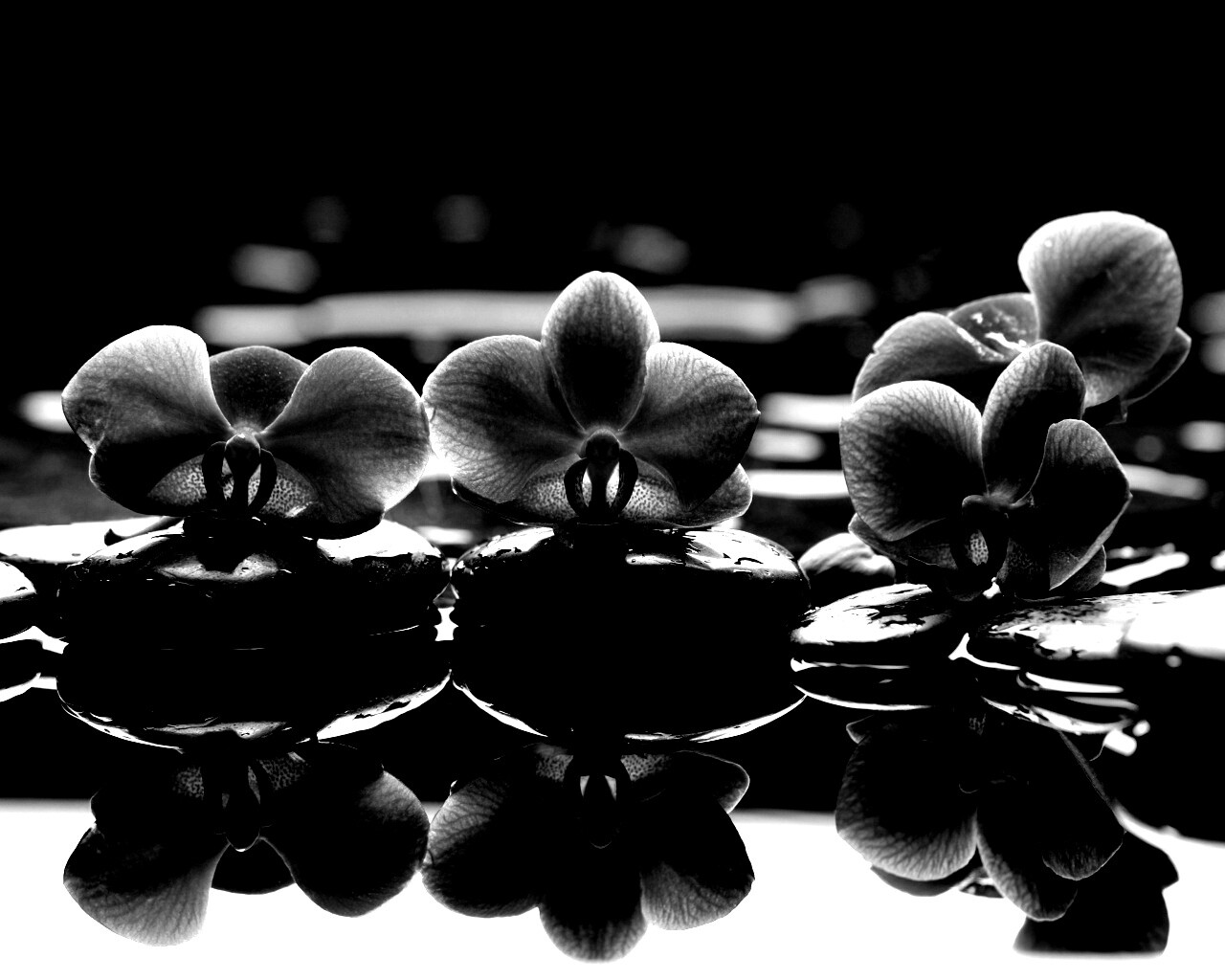 Орхидеи на камнях обои