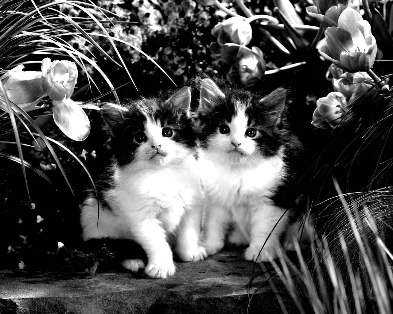 Котята в цветах обои