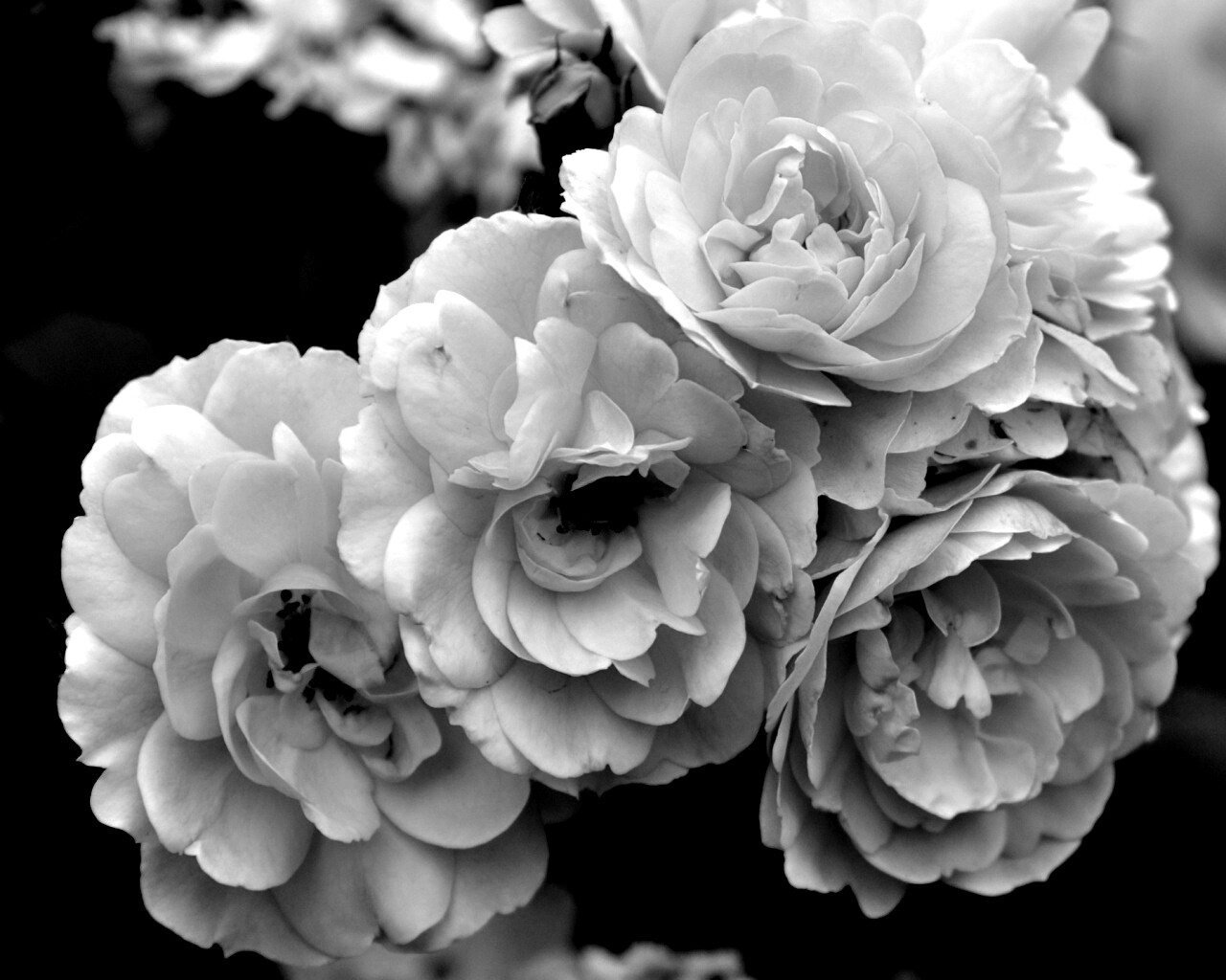 Розовые цветы обои