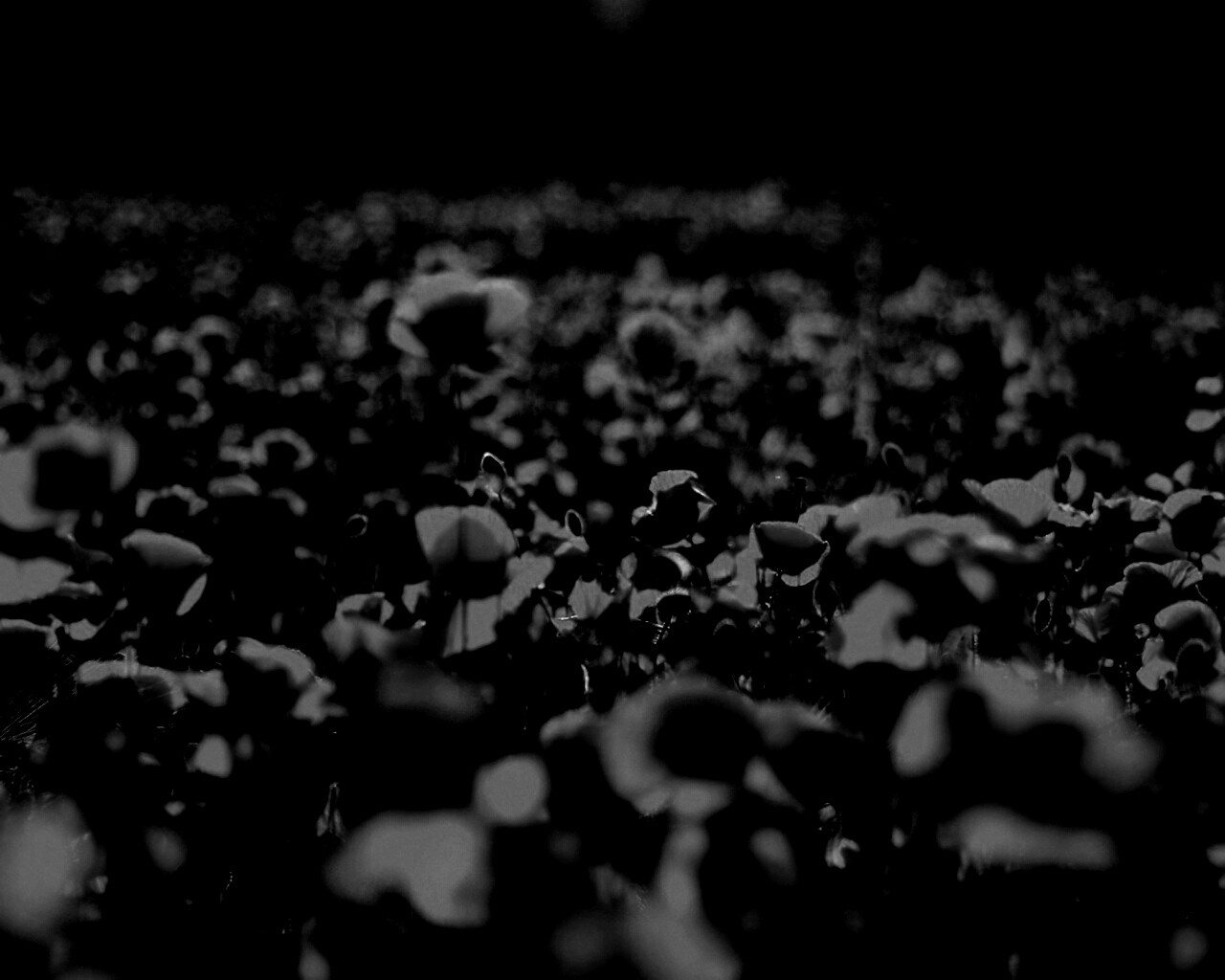 Маки в полях обои