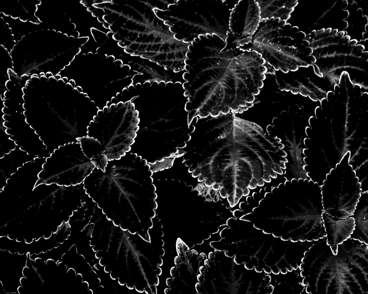 Красные листья обои