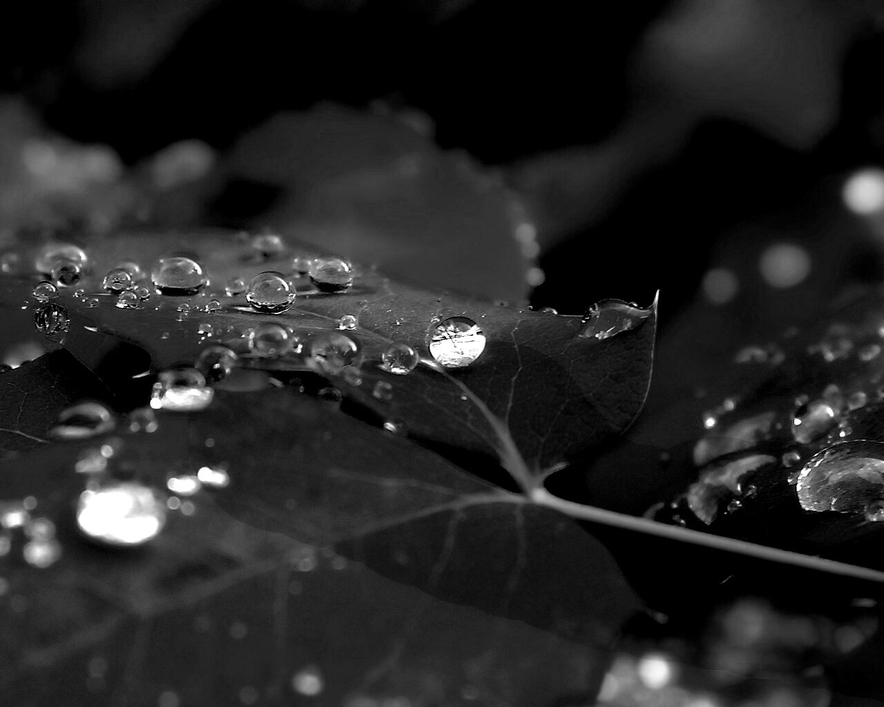 Синеватый лист обои