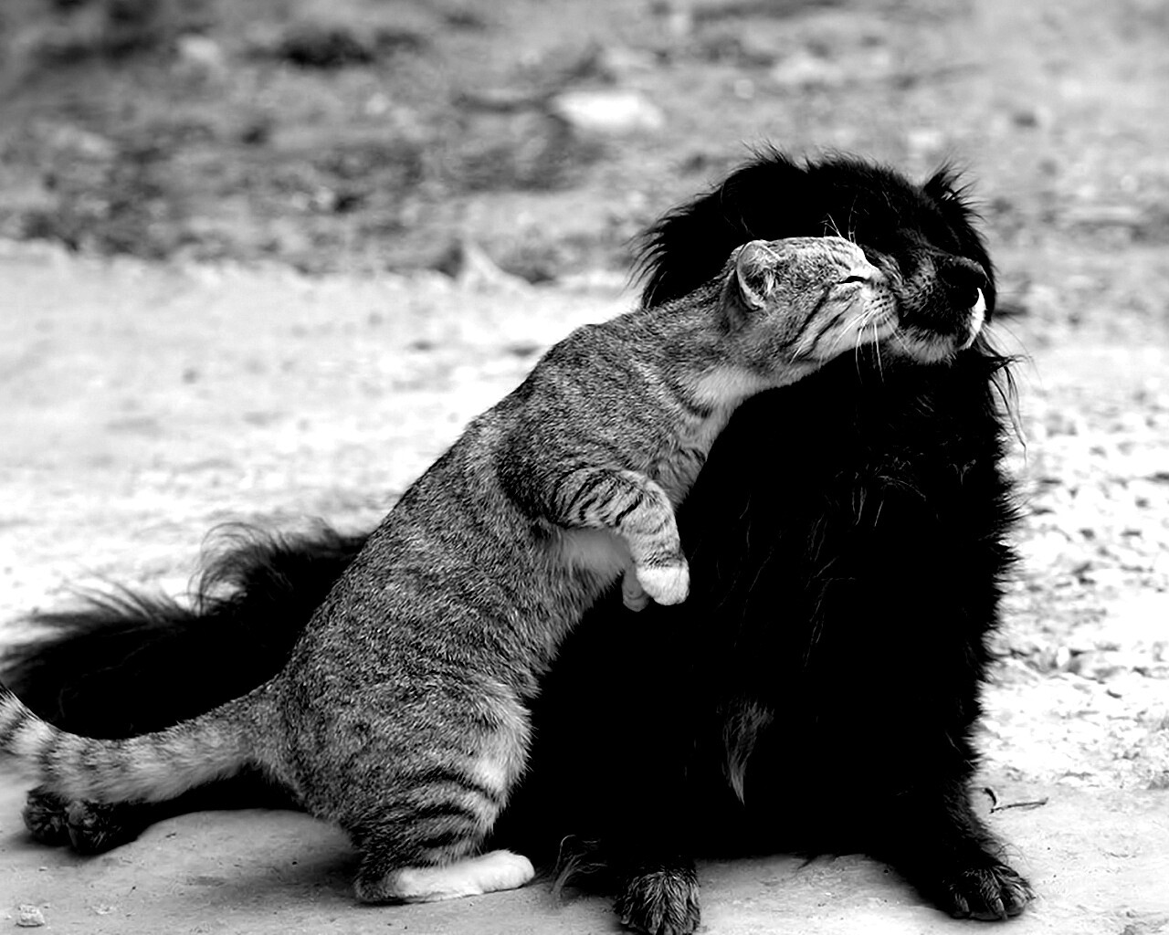 Поцелуй кошки и собаки обои