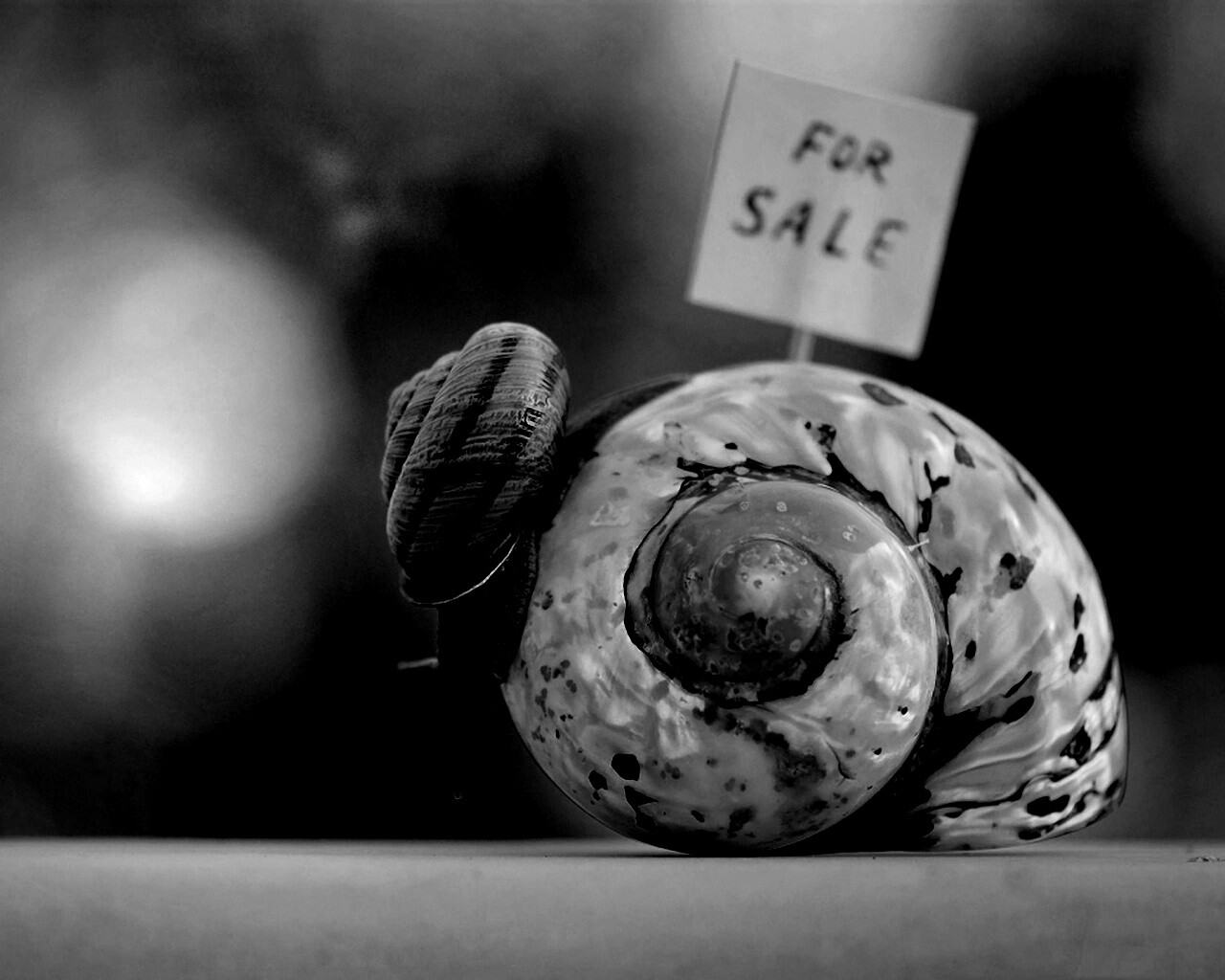 Улитка приматрвиает новый дом обои