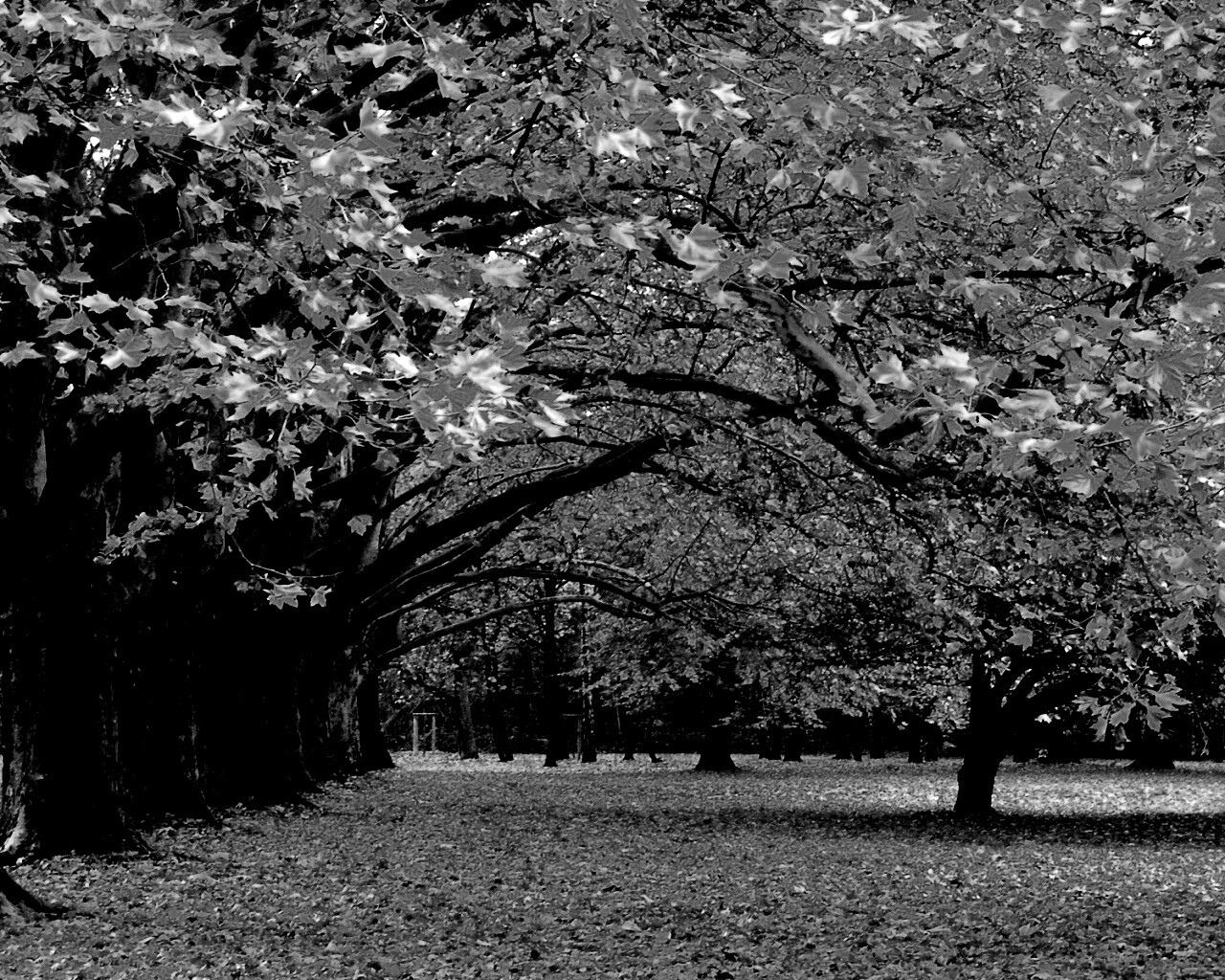 Осенний парк обои