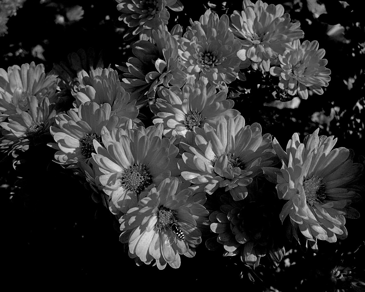 Оса на желтых герберах обои