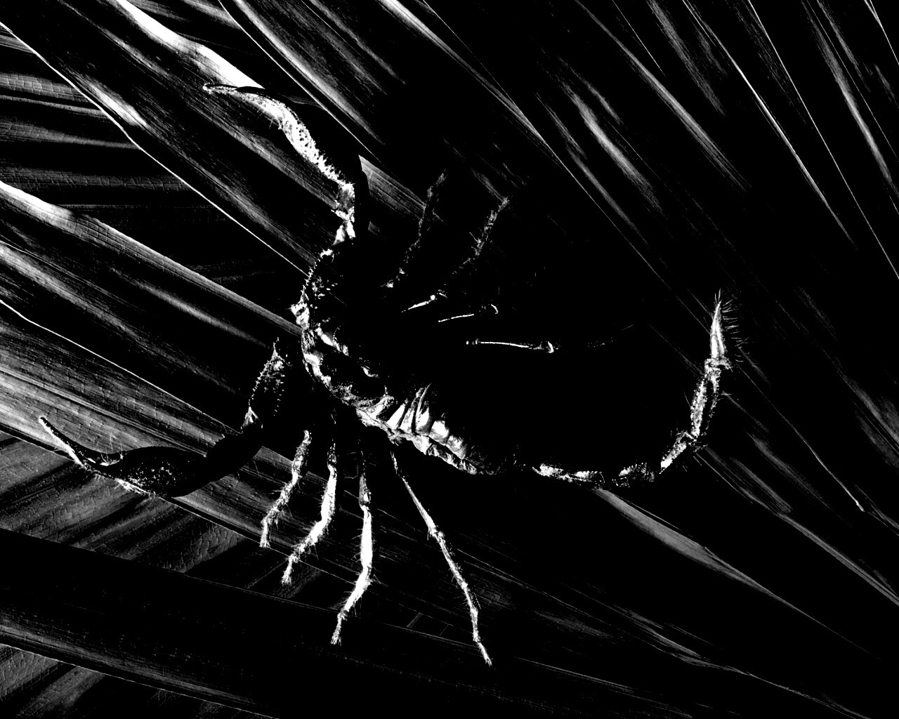 Скорпион на траве обои