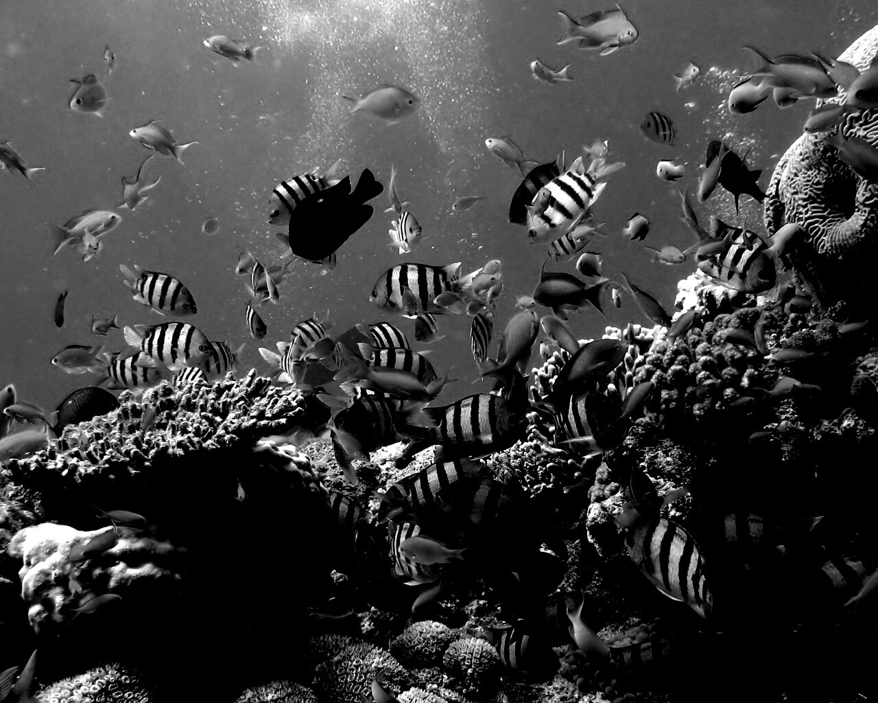 Жизнь в корраловом рифе обои