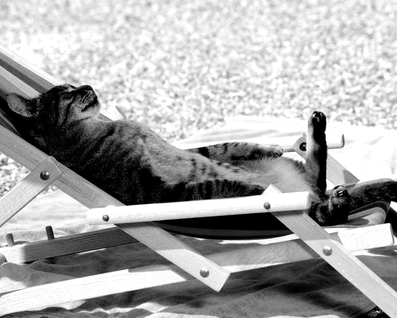 Кот в отпуске обои