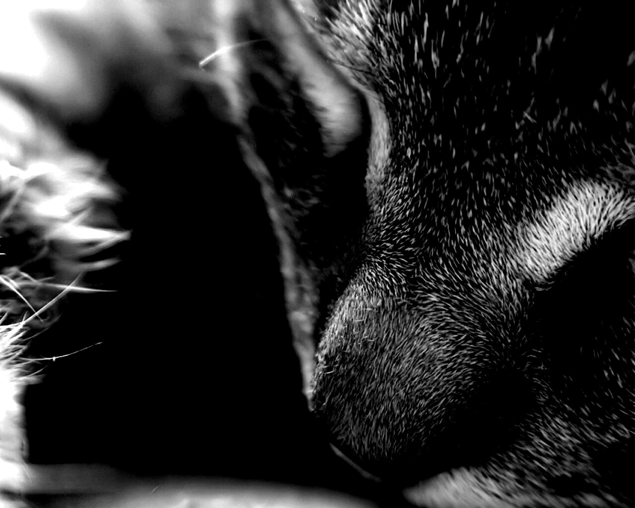 Мордочка кота обои