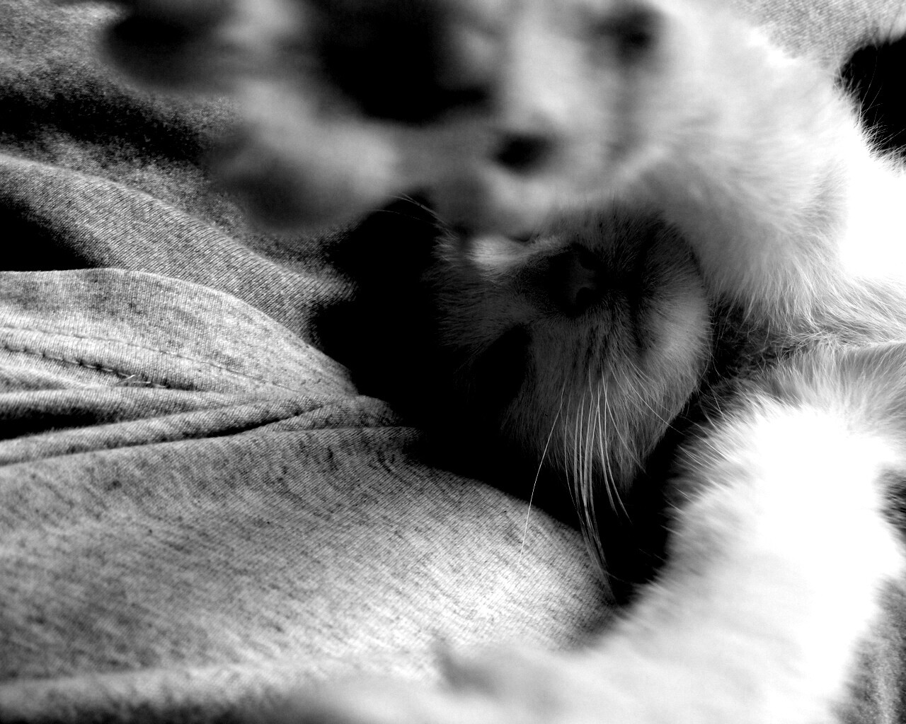 Кот фоткает сам себя обои