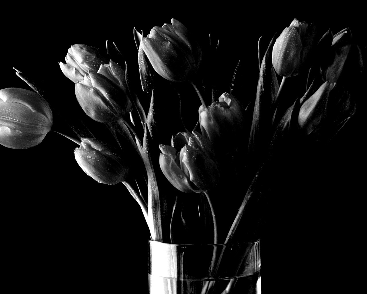 Букет тюльпанов обои