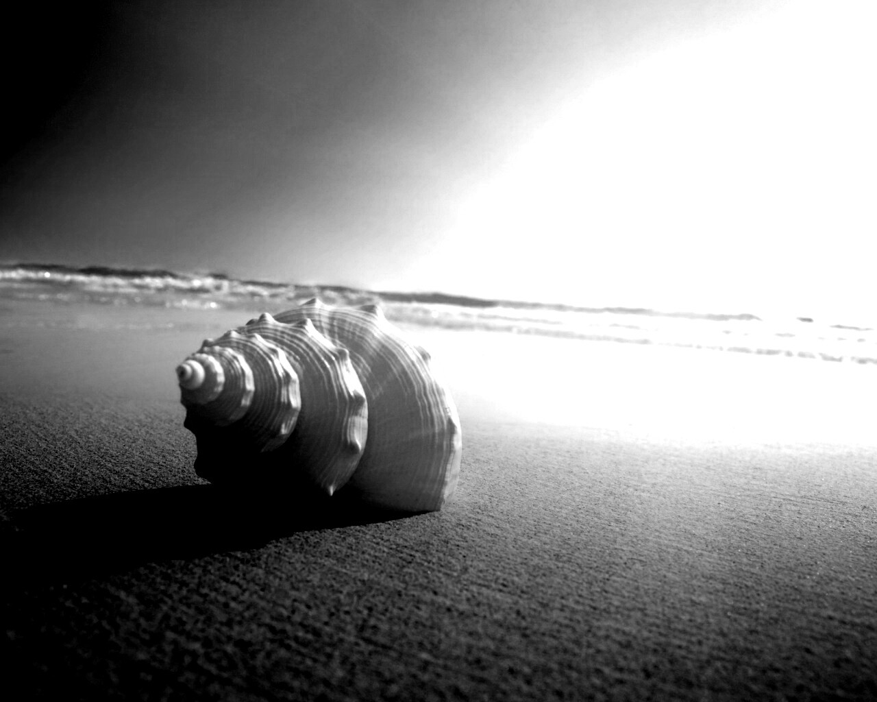 Золотистая ракушка обои