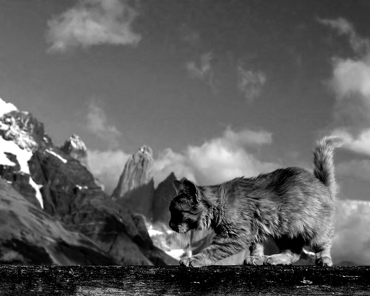 Рыжий котик в горах обои