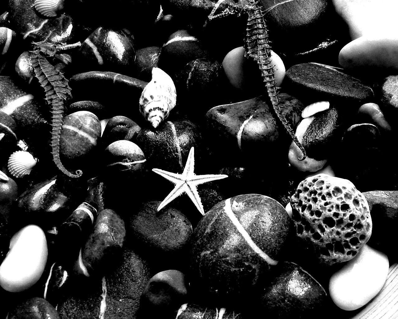 Морские камешки и фауна обои