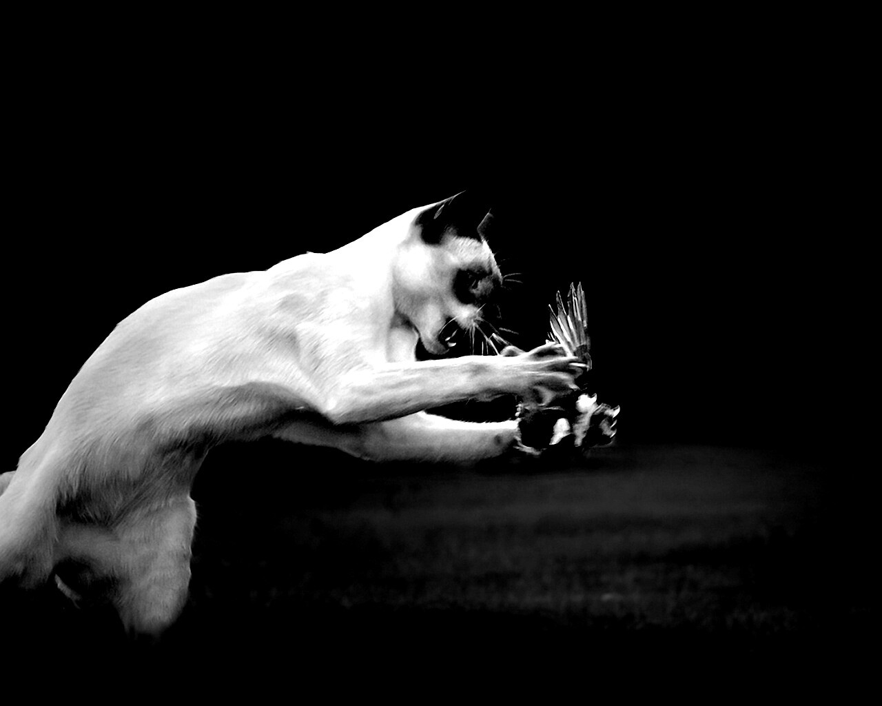 Кошка ловит птичку обои