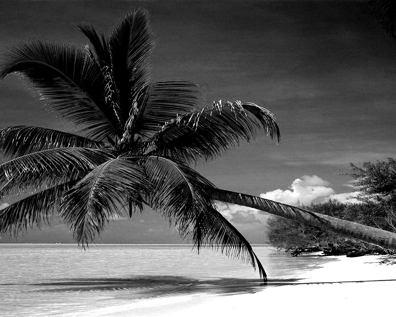 Пальма над водой обои