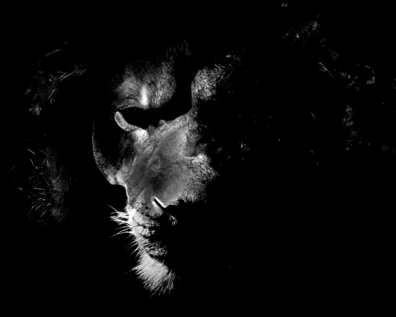 Фас льва обои