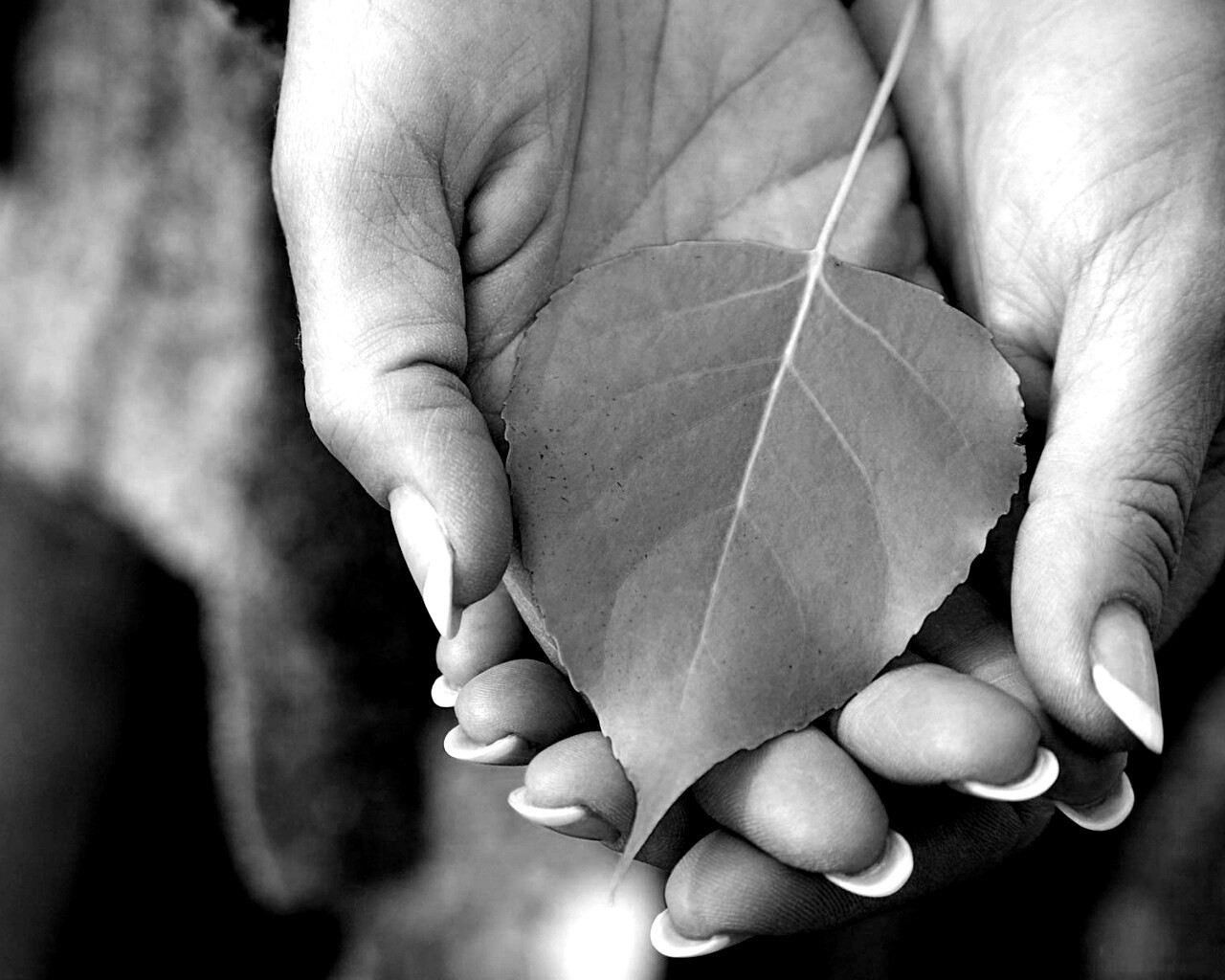 Осенний лист в руках обои