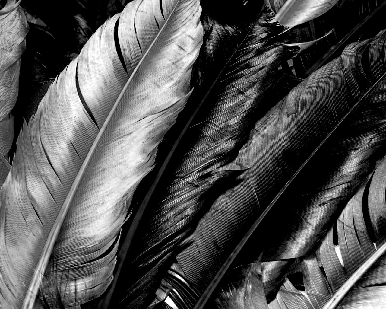 Разноцветные перья обои