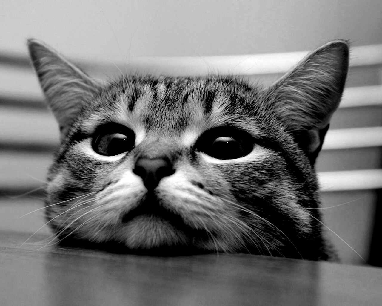 Любопытный котейка обои