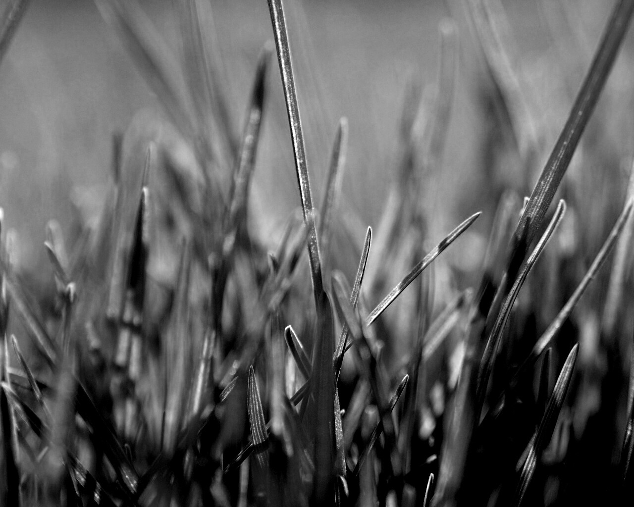 Ярко зеленая трава обои