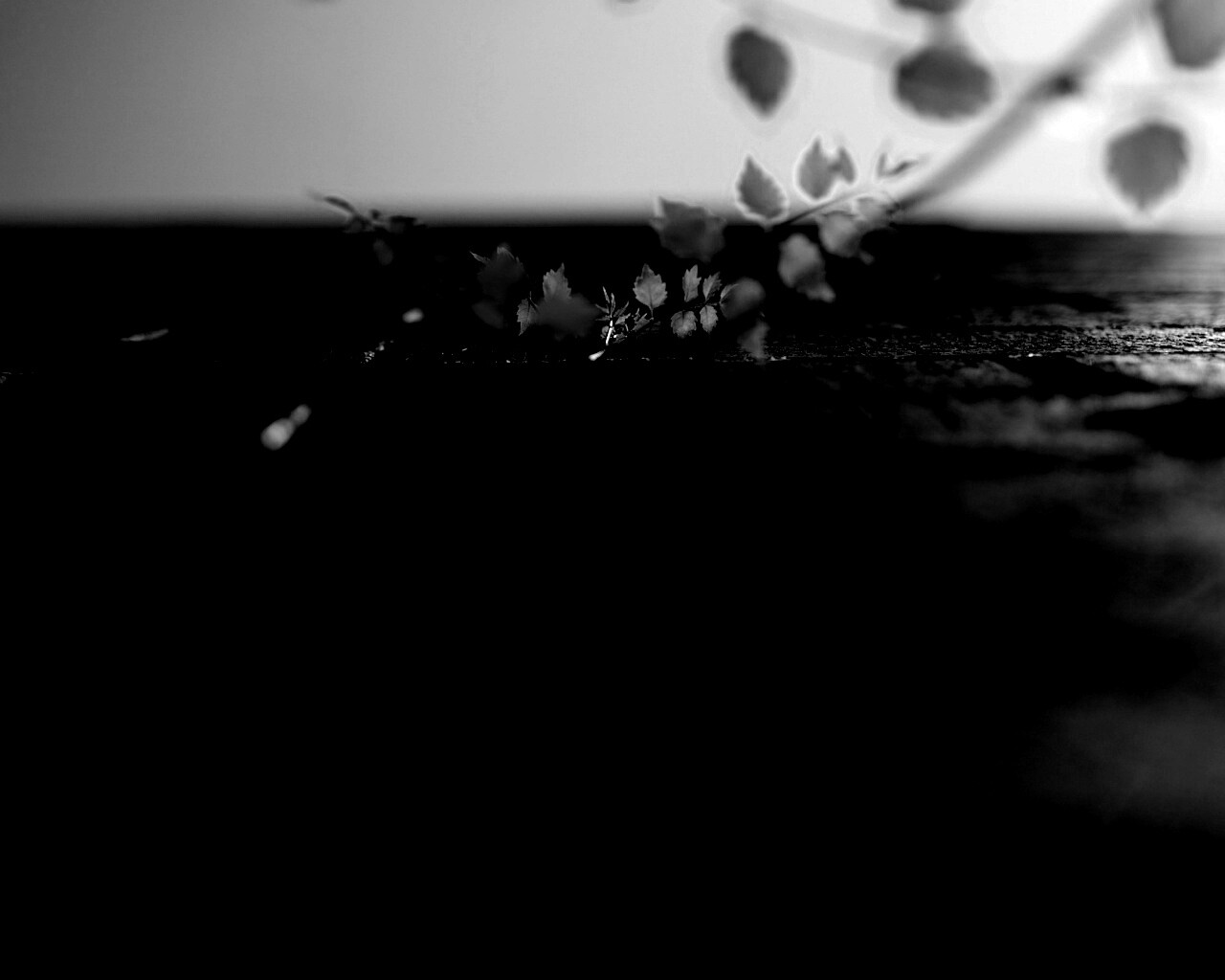 Зеленые ростки в стене обои