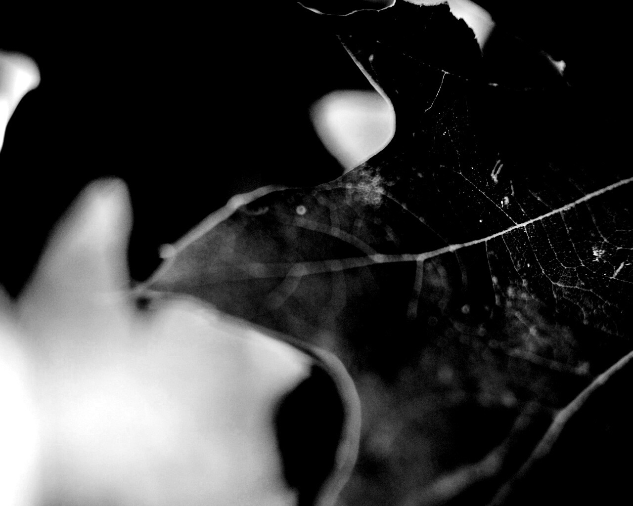 Темно-зеленый лист в макро обои