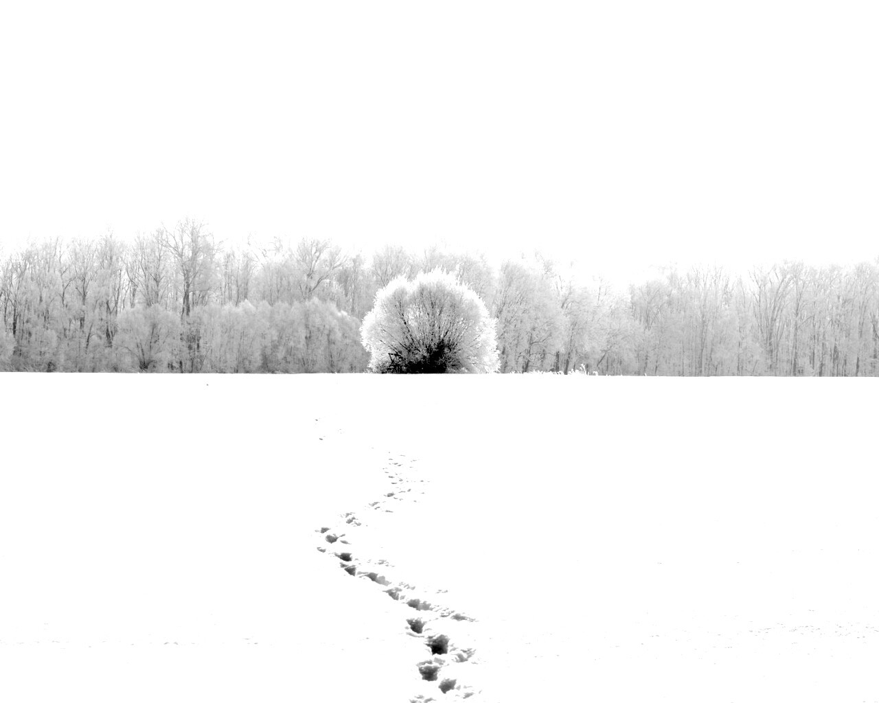 Следы на снегу обои