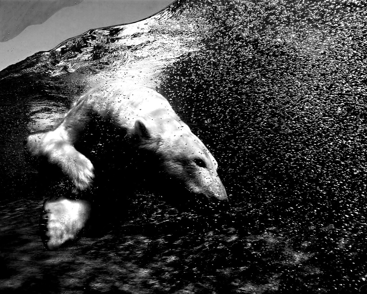 Нырнувший белый медведь обои