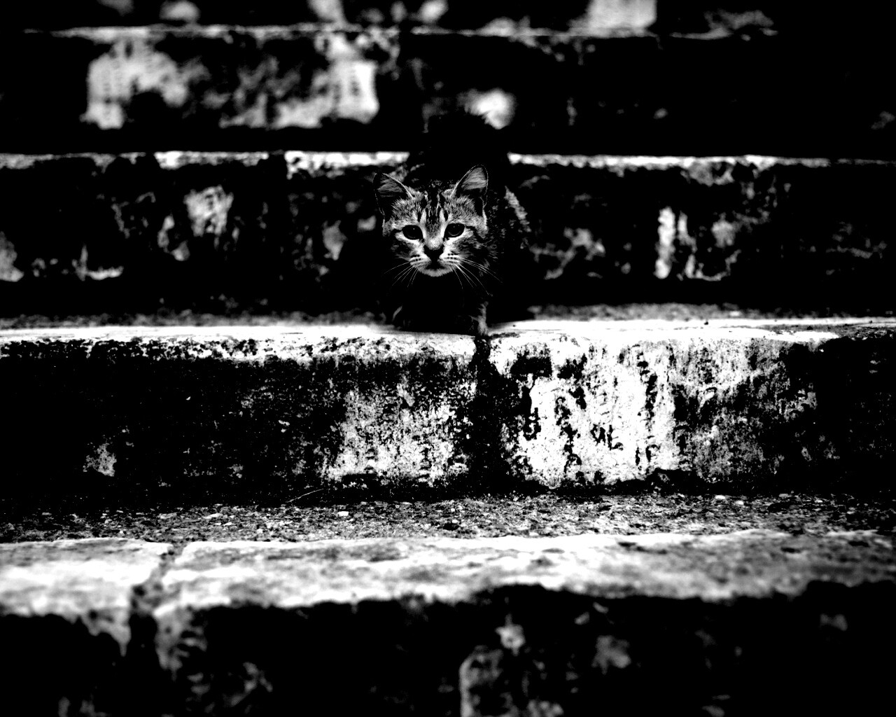 Растрепанная кошка на ступеньках лестницы обои