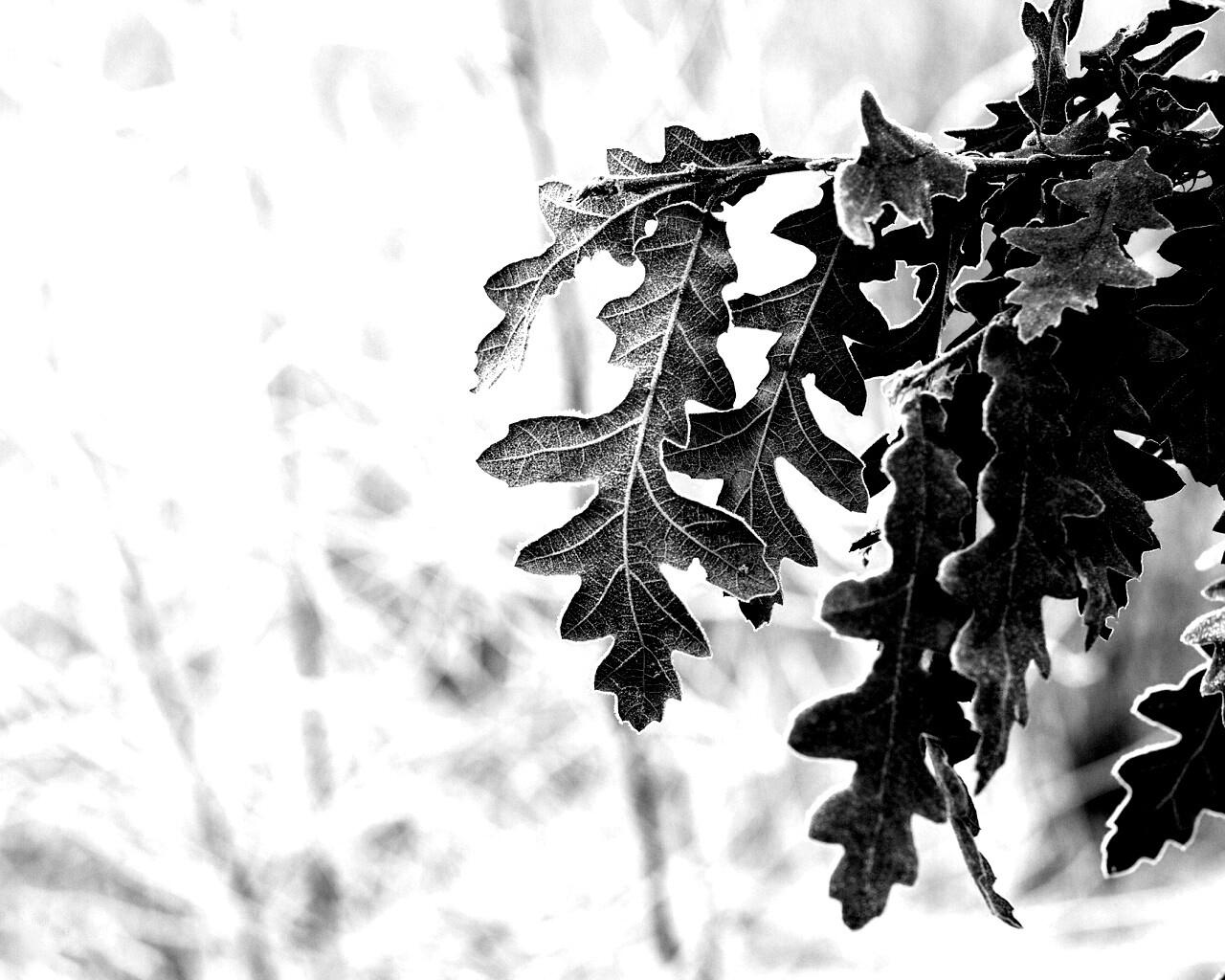 Дубовые листья обои