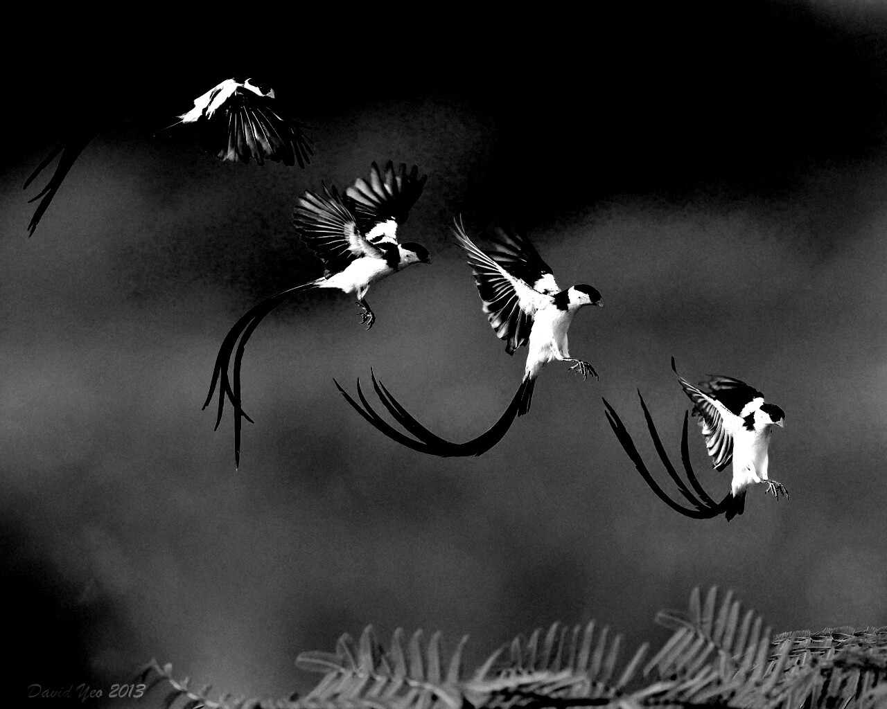 Приземляющаяся птичка обои