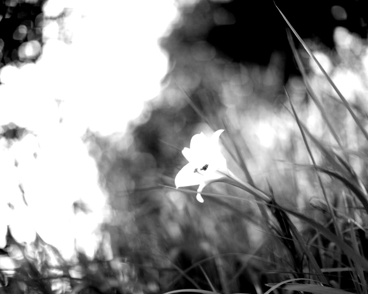 Цветок затерявшийся в траве обои