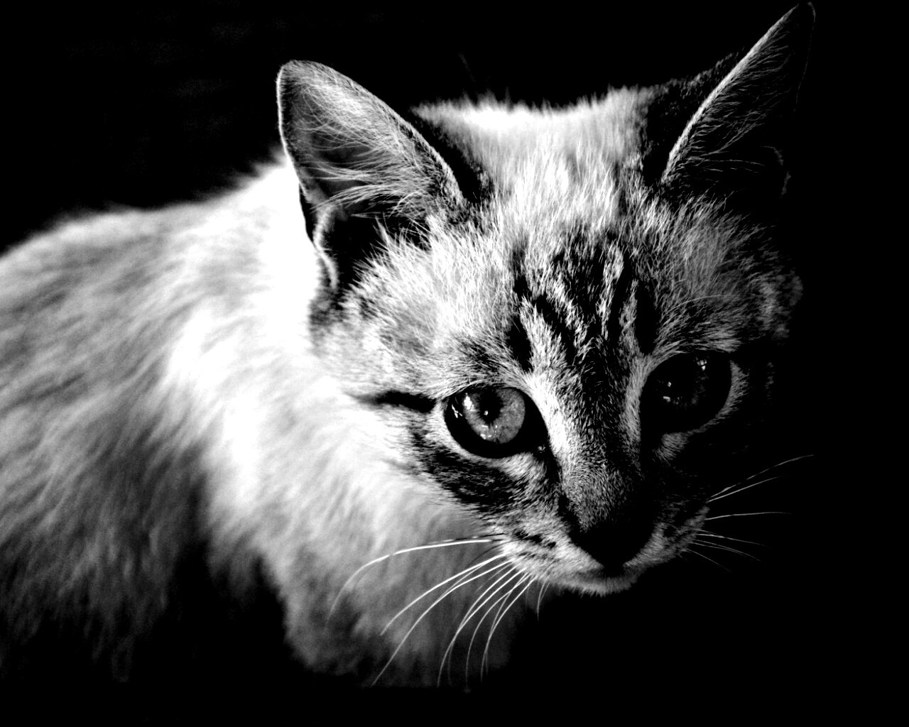 Котенок с синими глазами обои