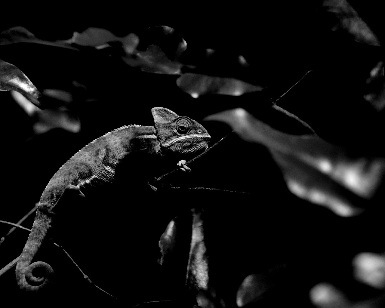 Хамелеон в листве обои