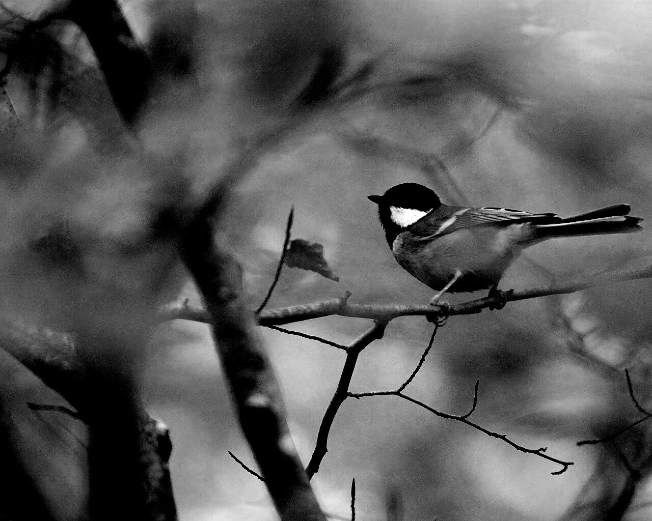 Синичка в желтой листве обои